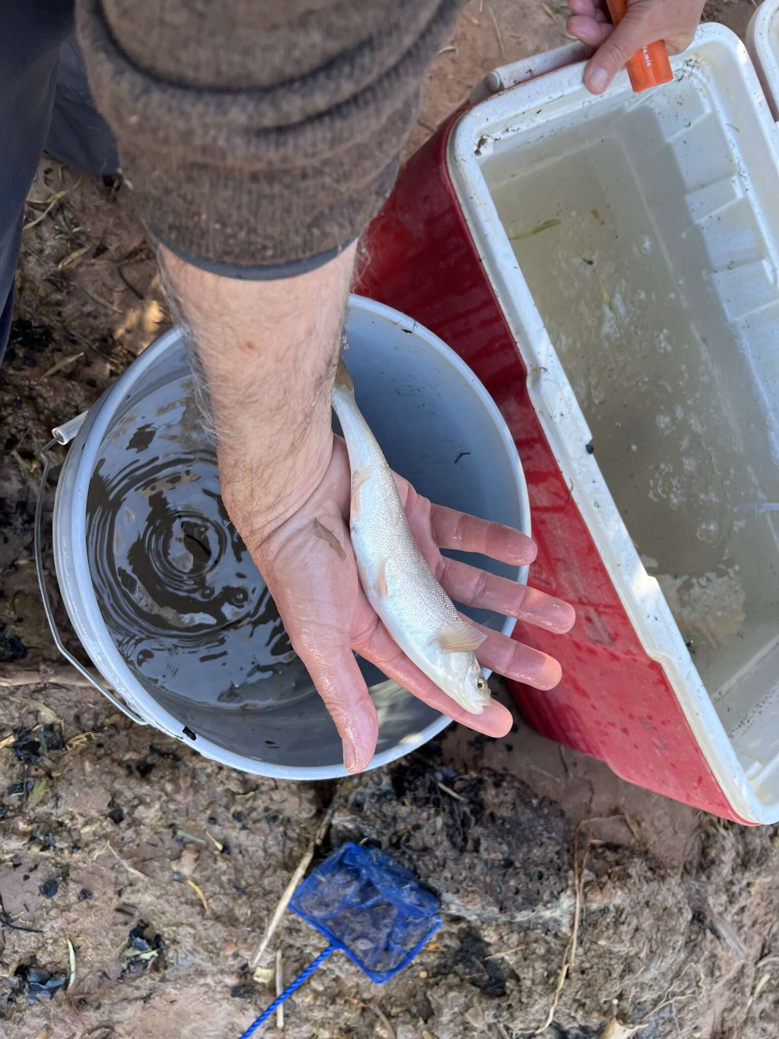 Image of Virgin River Chub