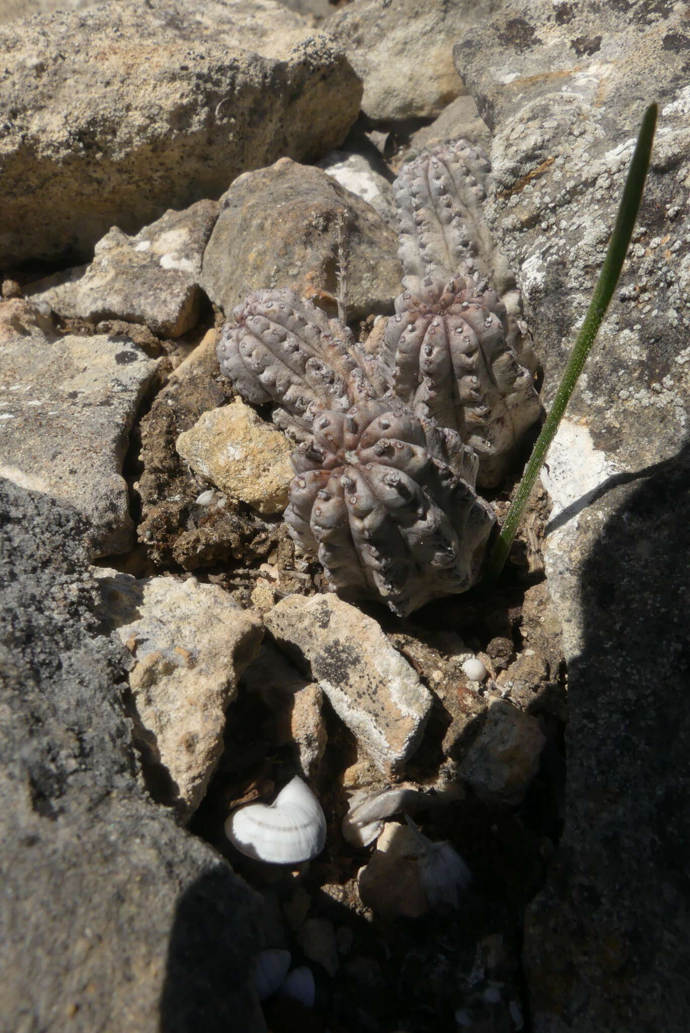 Sivun Euphorbia pseudoglobosa Marloth kuva