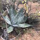 Image of Agave azurea R. H. Webb & G. D. Starr