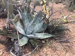 Image of Agave azurea R. H. Webb & G. D. Starr