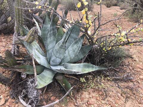 Image of Agave azurea R. H. Webb & G. D. Starr