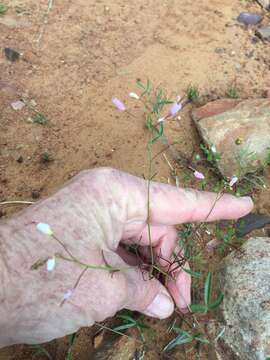 Image of Heliophila variabilis Burch. ex DC.