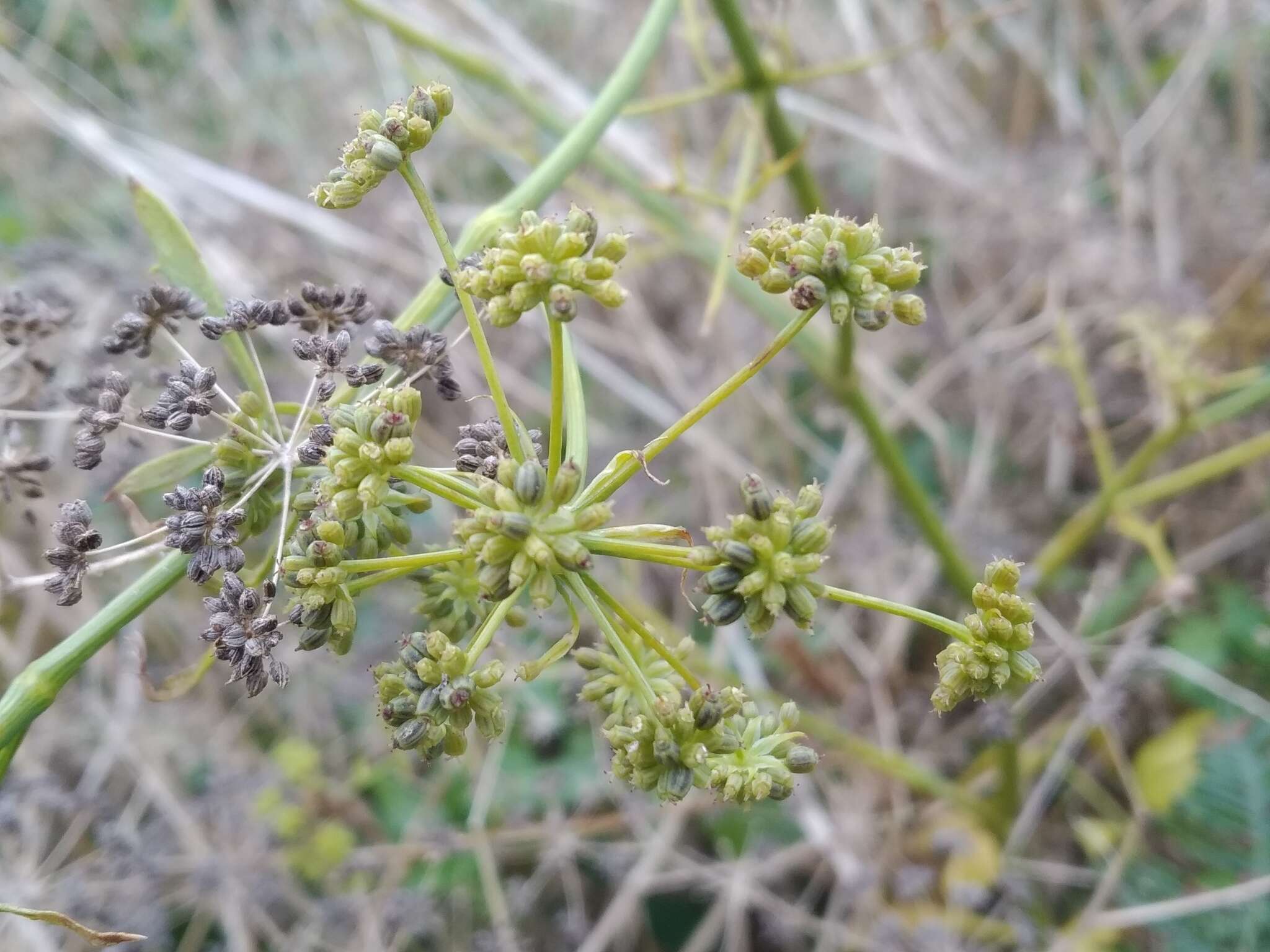 Image of Ammi trifoliatum (H. C. Watson) Trelease