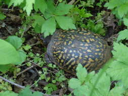 Image of American Box Turtle