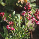 Image of Indigofera cuneifolia Eckl. & Zeyh.