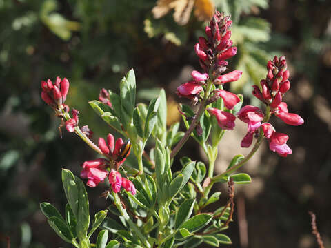 Plancia ëd Indigofera cuneifolia Eckl. & Zeyh.