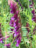 Image of fodder vetch