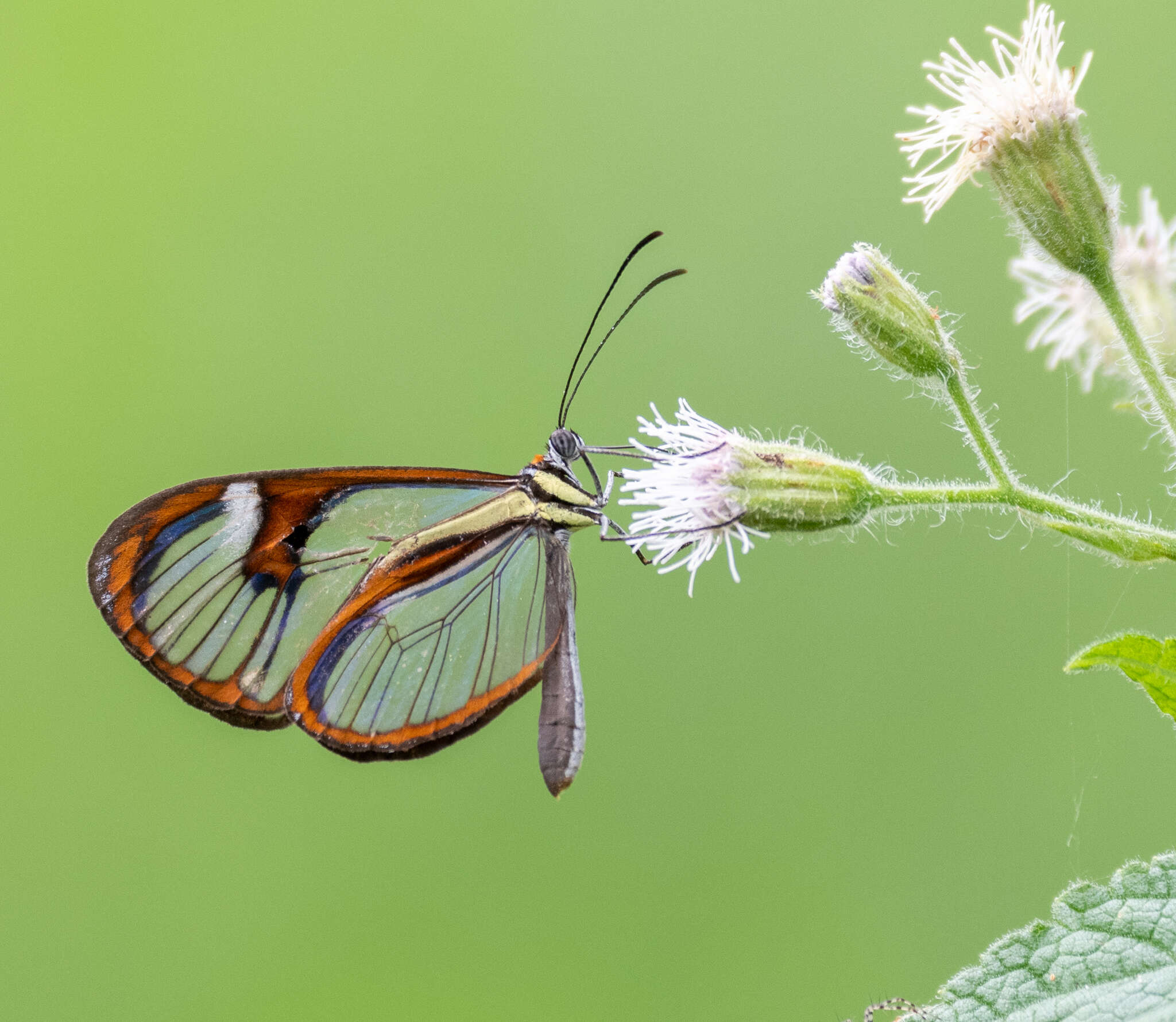 Image of Ithomia agnosia Hewitson 1854