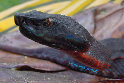 Image of Bothrocophias myersi Gutberlet & Campbell 2001