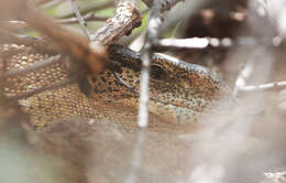 Image of White-throated Monitor