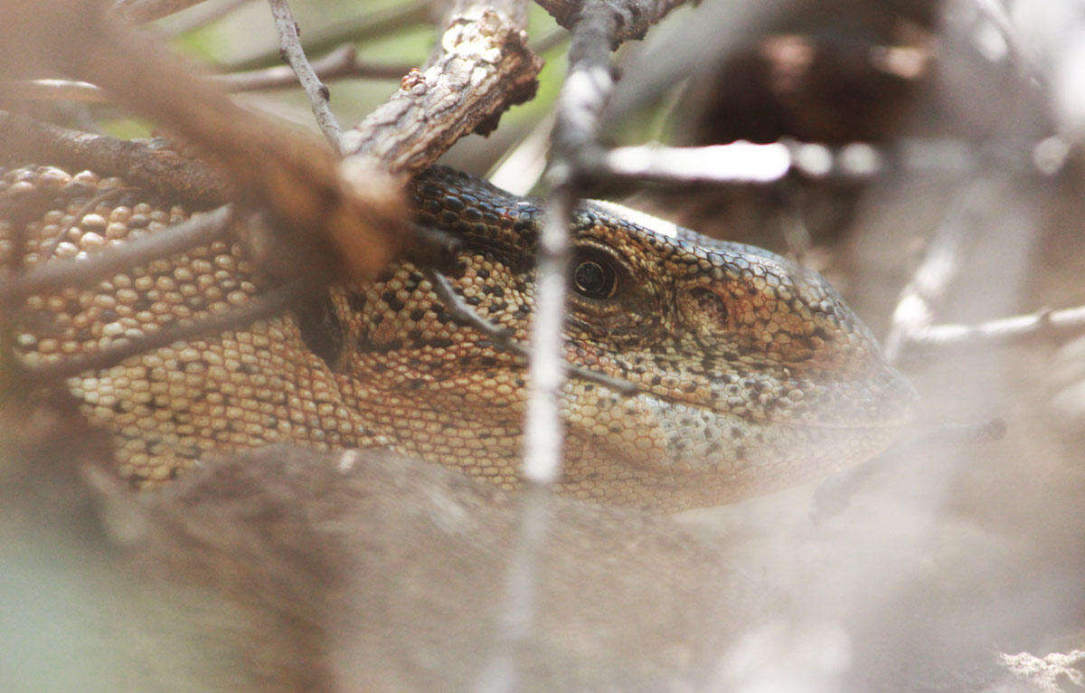 Image of White-throated Monitor