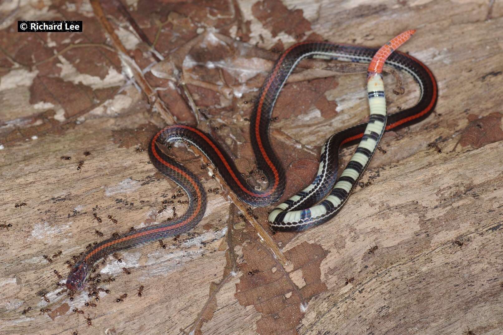 Image of Banded Malaysian Coral Snake