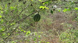 Image of figleaf gourd