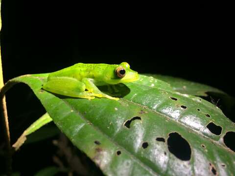 Image of Subaúma Canebrake Tree Frog