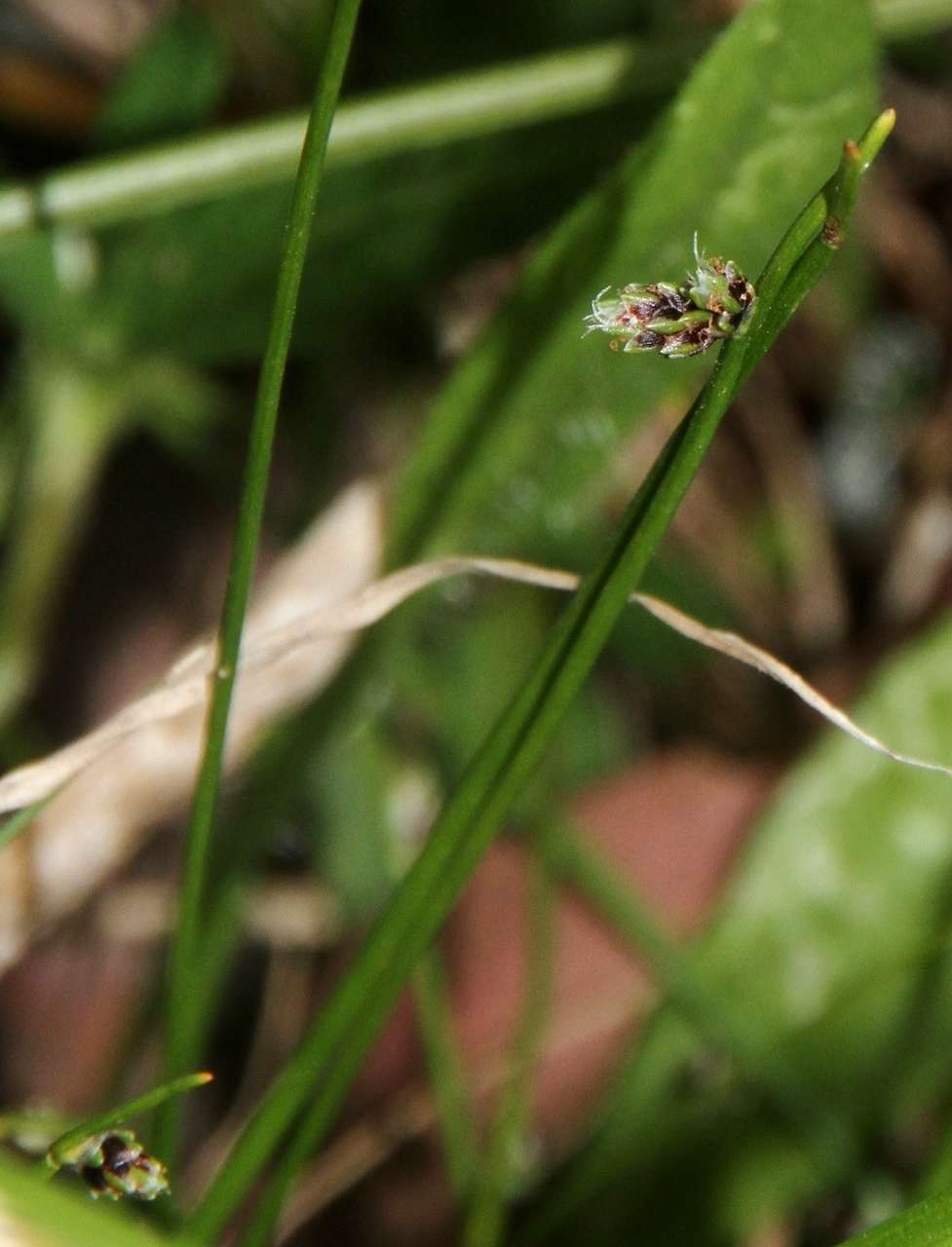 Image de Isolepis inundata R. Br.