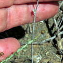 Image of Haworthiopsis nigra var. diversifolia (Poelln.) G. D. Rowley