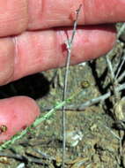 Image of Haworthiopsis nigra var. diversifolia (Poelln.) G. D. Rowley