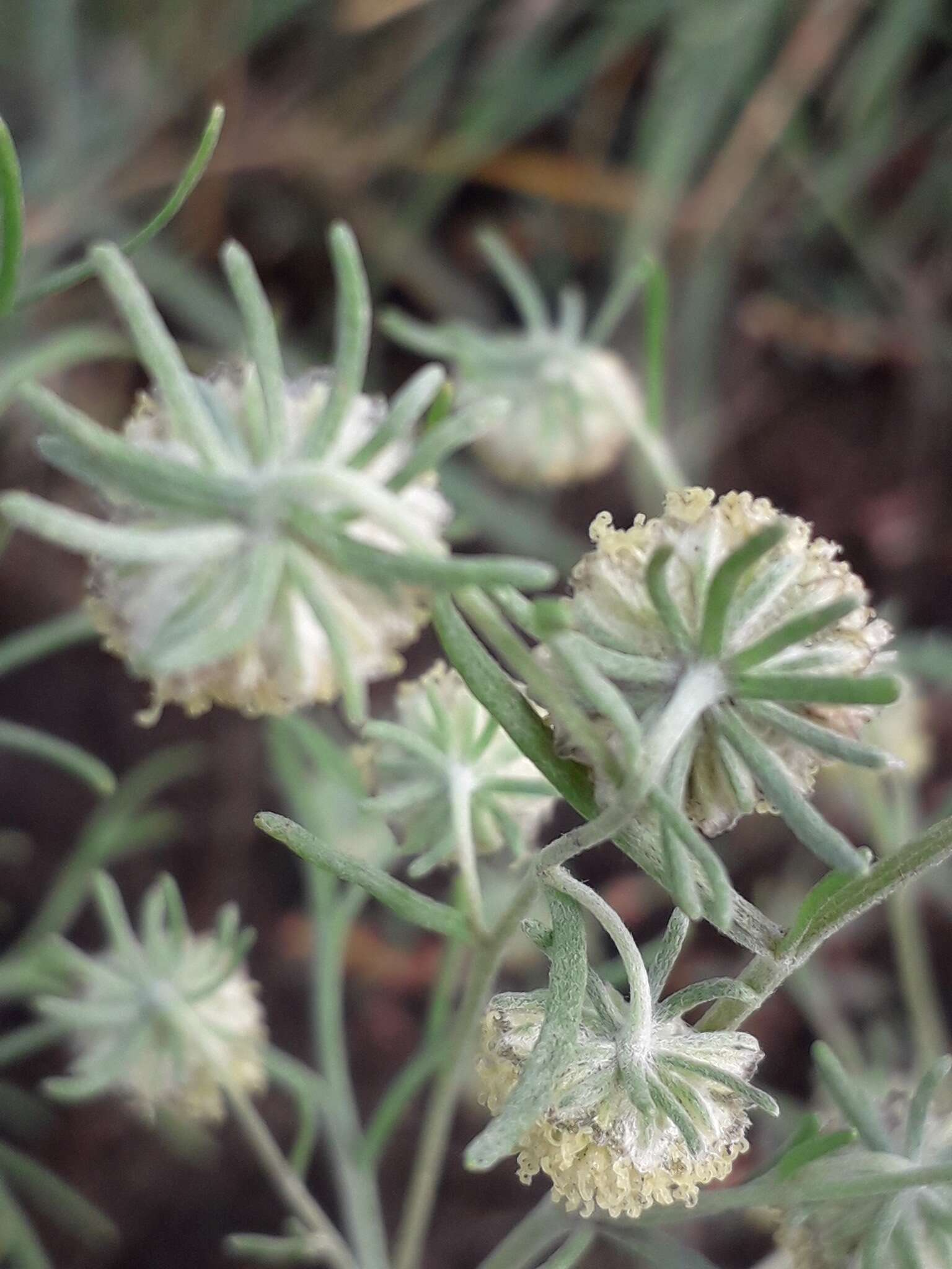 Слика од Artemisia jacutica Drobov