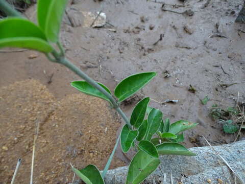 Image of <i>Vincetoxicum indicum</i>