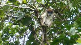 Image of Piliocolobus oustaleti (Trouessart 1906)