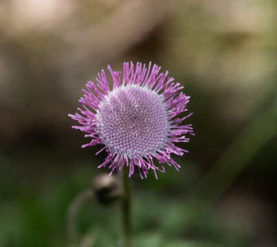 Plancia ëd Hofmeisteria gayleana B. L. Turner