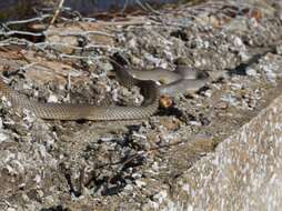 Dolichophis caspius (Gmelin 1789)的圖片