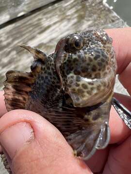 Hypsoblennius hentz (Lesueur 1825)的圖片