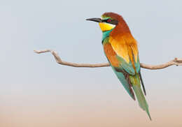 Image of bee-eater, european bee-eater