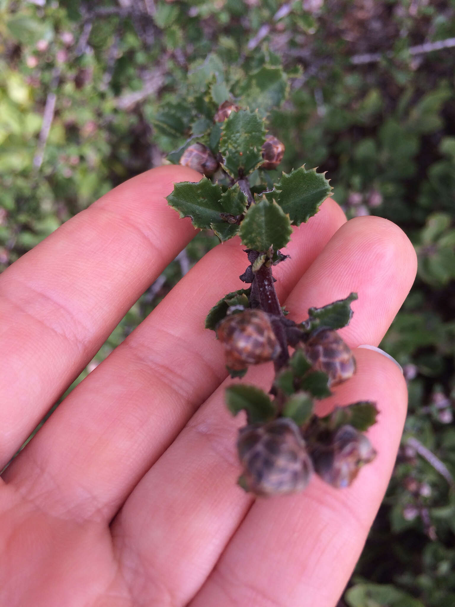 Image of Mason's ceanothus