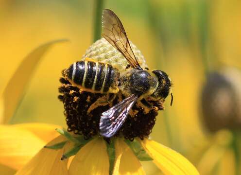 Image of Pugnacious Leaf-cutter Bee