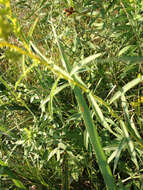 Image of early goldenrod