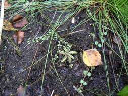 Image of Pinguicula lusitanica L.