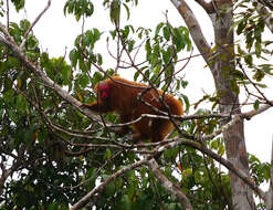 Image of Uakari