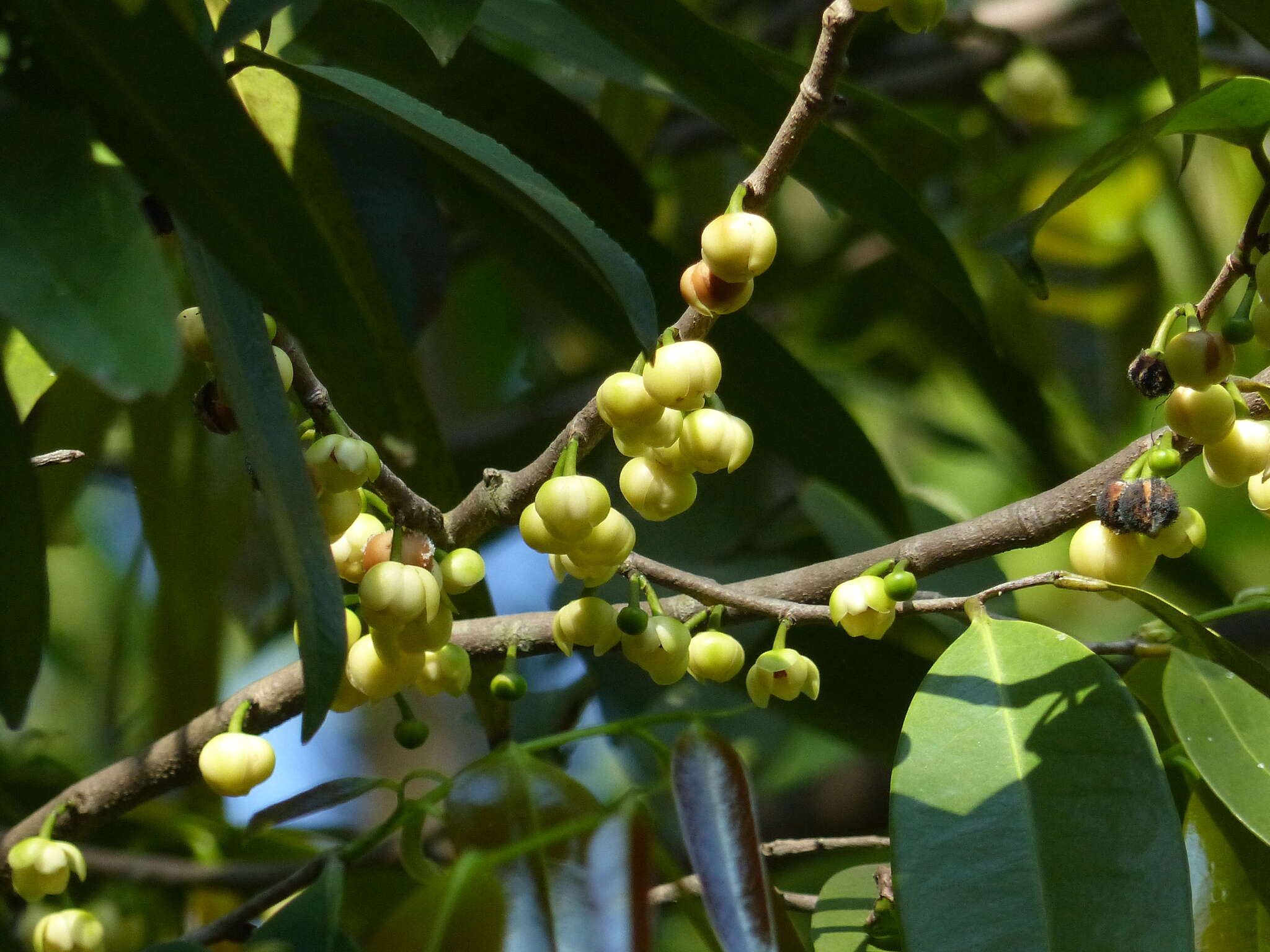 Plancia ëd Sageraea laurina Dalzell