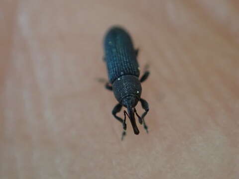 Image of Yellow toadflax stem weevil