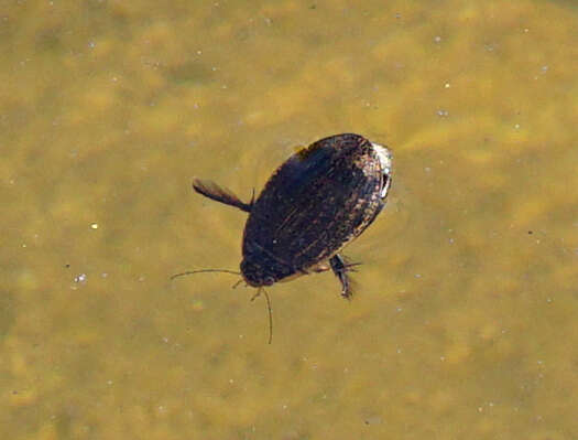 Image of Grooved Diving Beetle