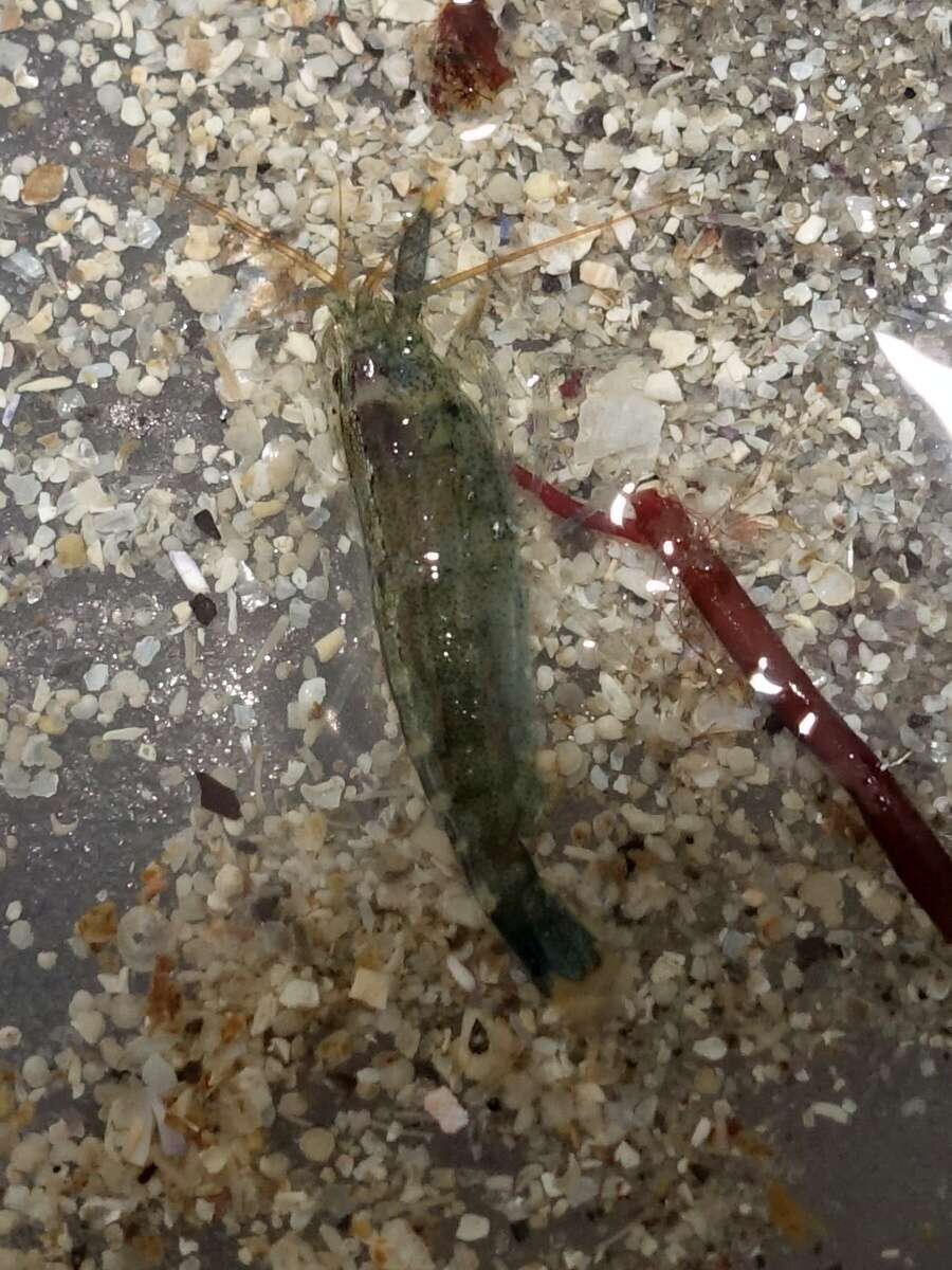 Image of hooded shrimp