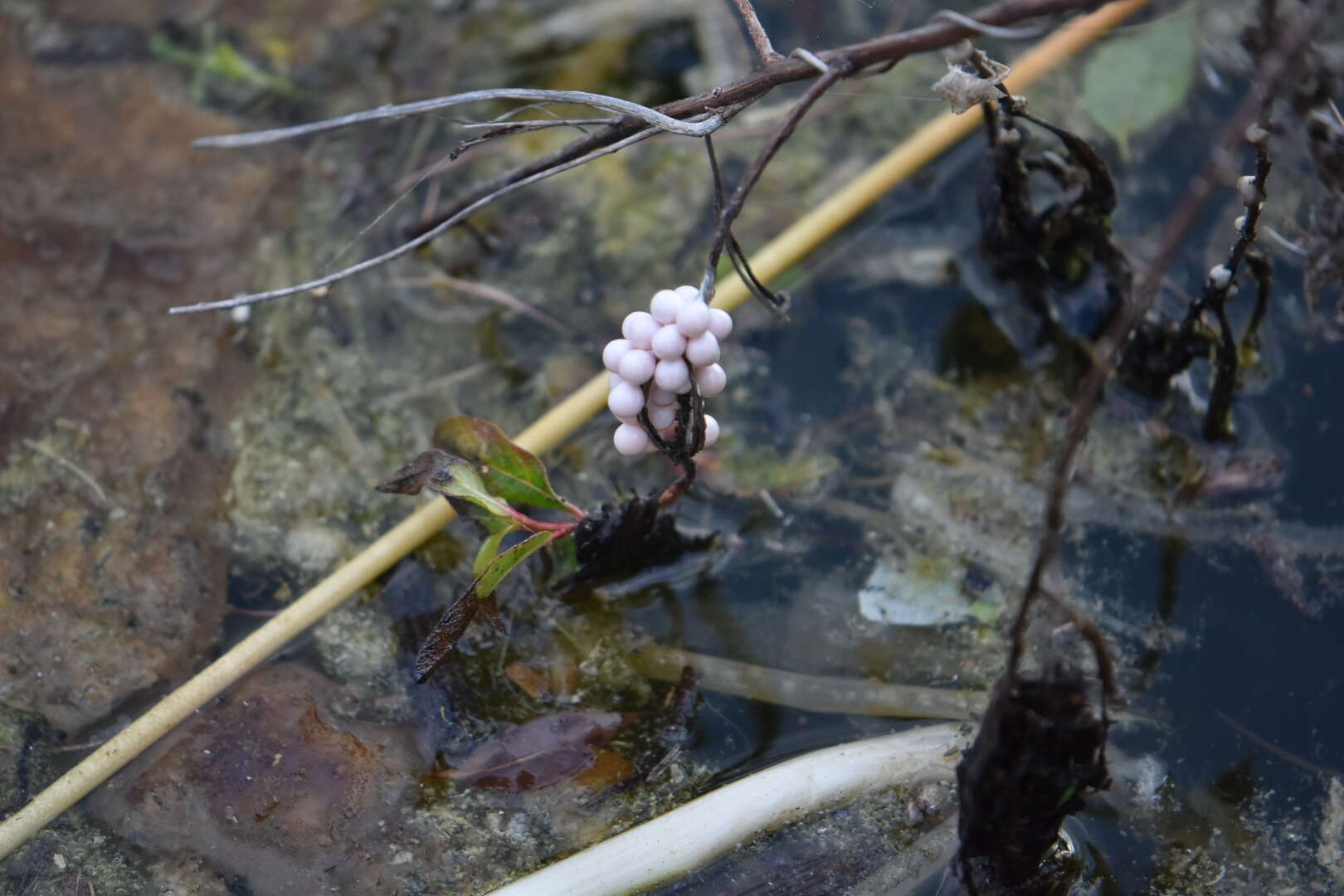 Image of Florida Applesnail