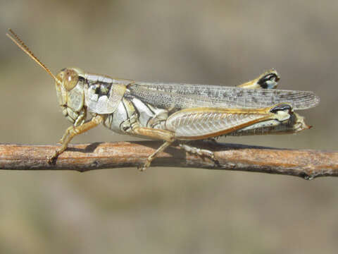 Melanoplus bowditchi canus Hebard 1925的圖片