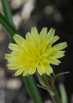 Image of Sonchus integrifolius Harv.