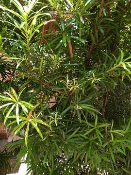 Imagem de Podocarpus macrophyllus (Thunb.) Sweet