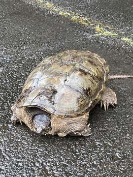 Image of South American snapping turtle