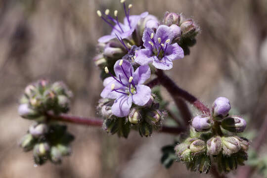 Image of Mangas Spring phacelia