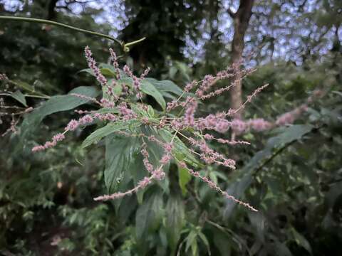 Image of Boehmeria zollingeriana Wedd.