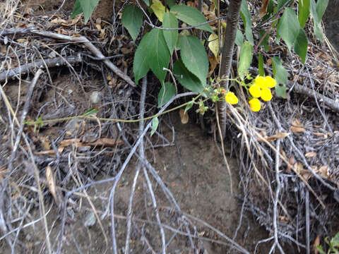 Image of Calceolaria dentata Ruiz & Pav.