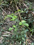 Image of Vitex quinata (Lour.) F. N. Williams