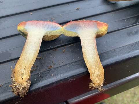 Image of Boletus patrioticus T. J. Baroni, Bessette & Roody 1998