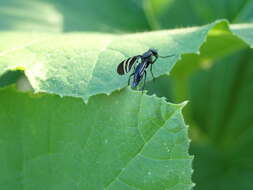 Image of Black Onion Fly