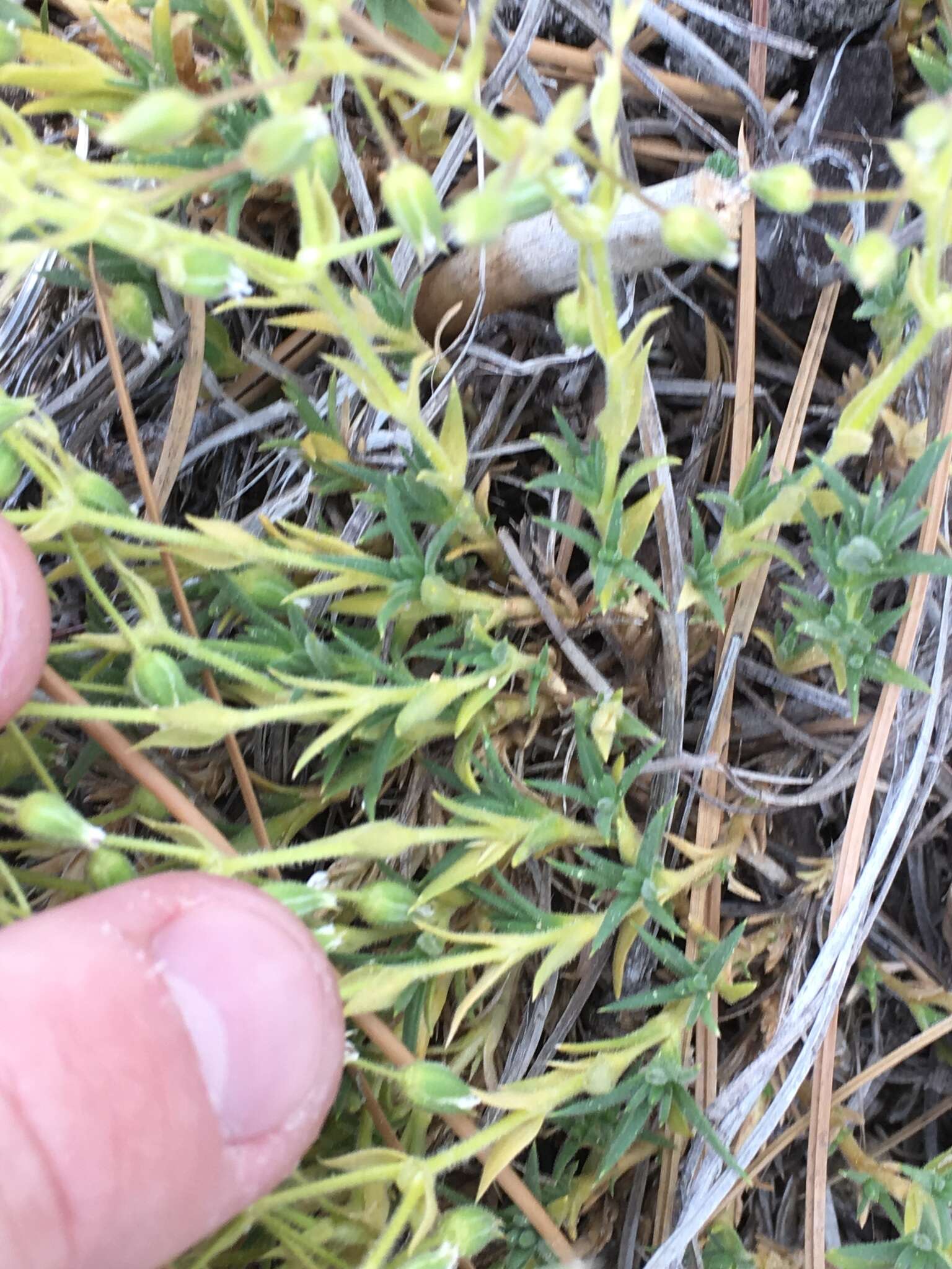 Image of brittle sandwort