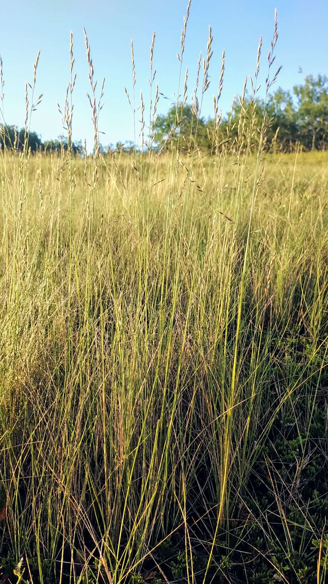 Image de Festuca hallii (Vasey) Piper